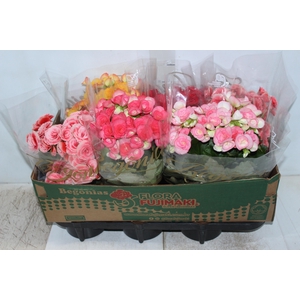 BEGONIA P15