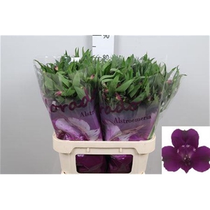 Alstr Morado