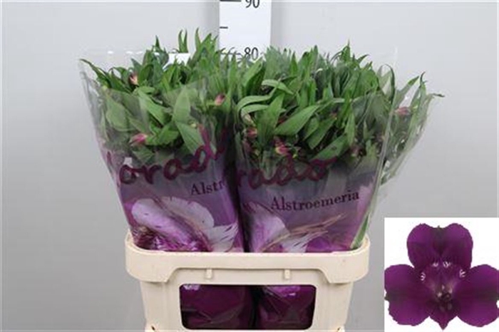 <h4>Alstr Morado</h4>