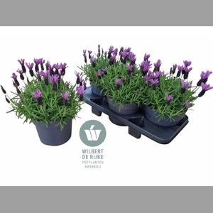 LAVAN S BELL TOSCANE