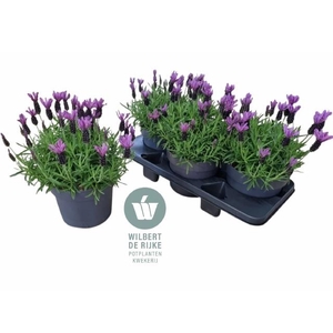 LAVAN S BELL TOSCANE