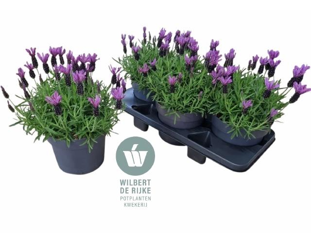 <h4>LAVAN S BELL TOSCANE</h4>