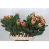 Protea Grandicolor