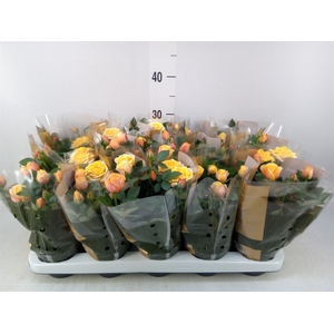 Rosa  'Firebird Kordana Grande'