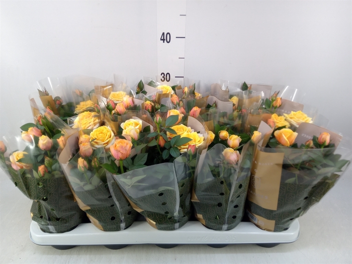 <h4>Rosa  'Firebird Kordana Grande'</h4>