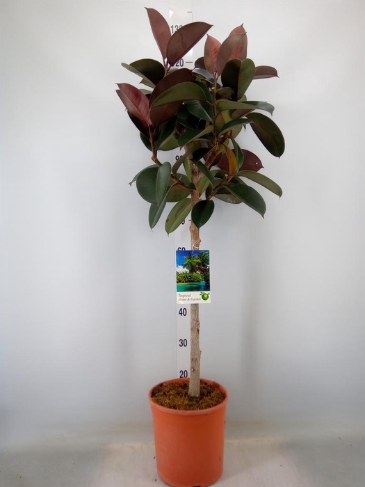 <h4>Ficus   ...</h4>