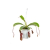 CARNIVORA NEPENTHES BRIGGSIANA P13