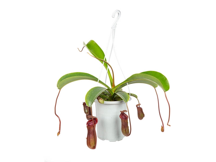 CARNIVORA NEPENTHES BRIGGSIANA P13