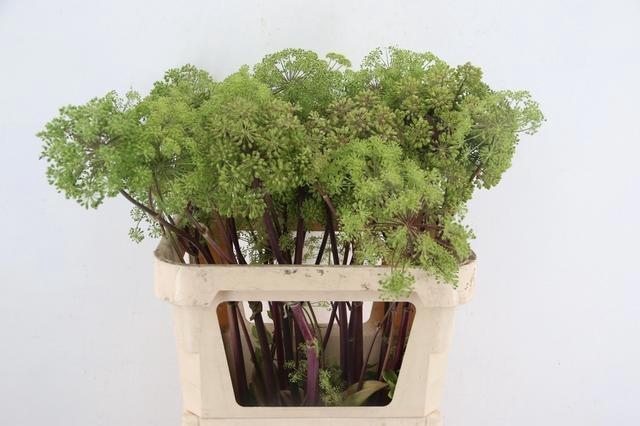 <h4>ANGELICA GIGAS</h4>