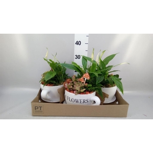 Arr.   Planten H%
