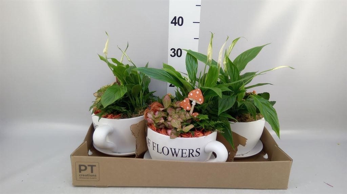 <h4>Arr.   Planten H%</h4>