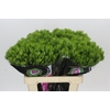 Dianthus Br Kiwi Mellow