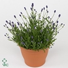 Lavandula ang. 'Thumbelina Leigh'