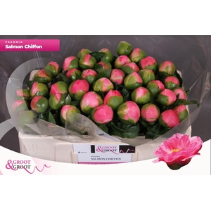 Paeonia Salmon Chiffon
