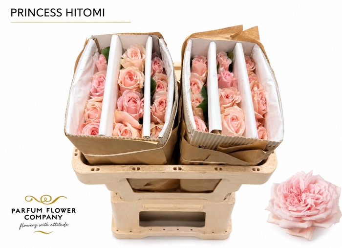 Rosa Princess Hitomi