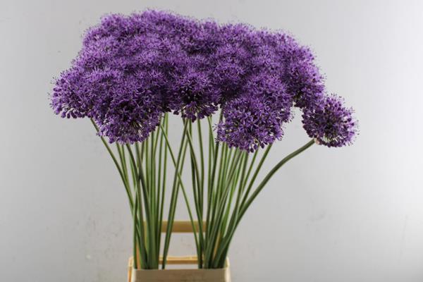 <h4>Allium Stratos L 90</h4>