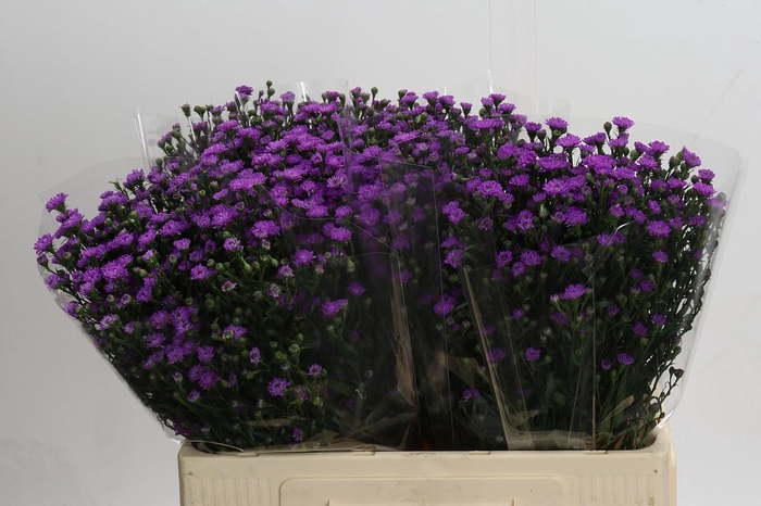 <h4>Aster Baby Pink</h4>