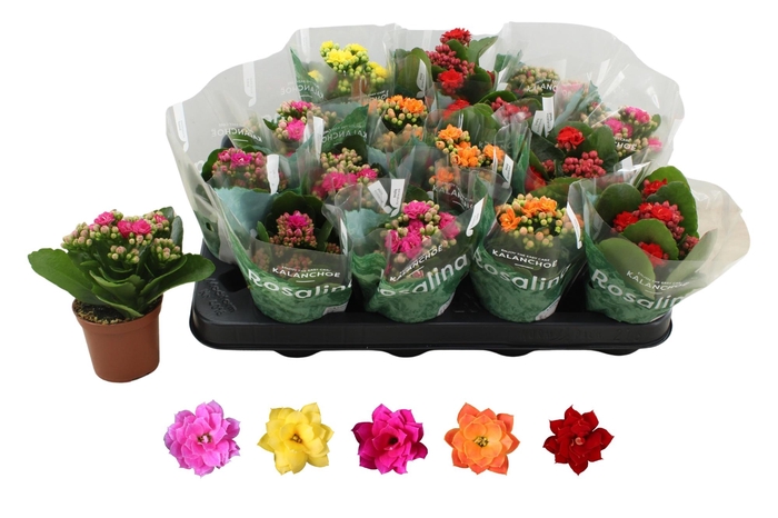 <h4>KAL GE RO GEM 5 KL</h4>