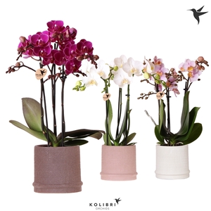 Kolibri Orchids Phalaenopsis mix 3 spike in Bali pot mix