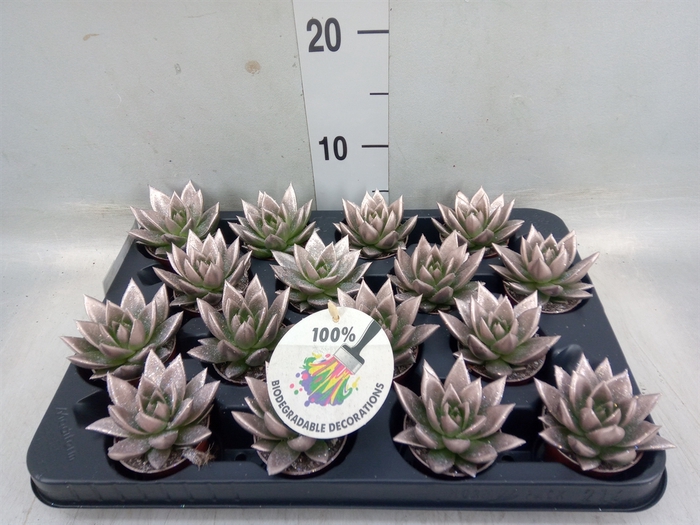 <h4>Echeveria  'Miranda'</h4>