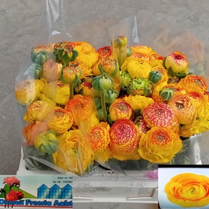 RAN AAZUR ORANGE STR