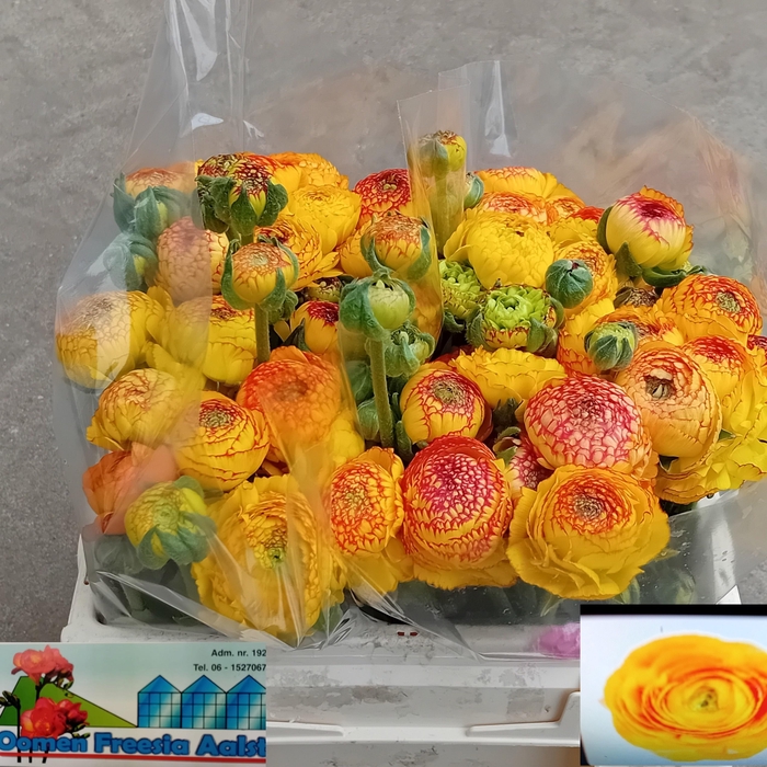 <h4>RAN AAZUR ORANGE STR</h4>