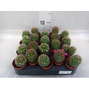 Cactus   ...flowering mix