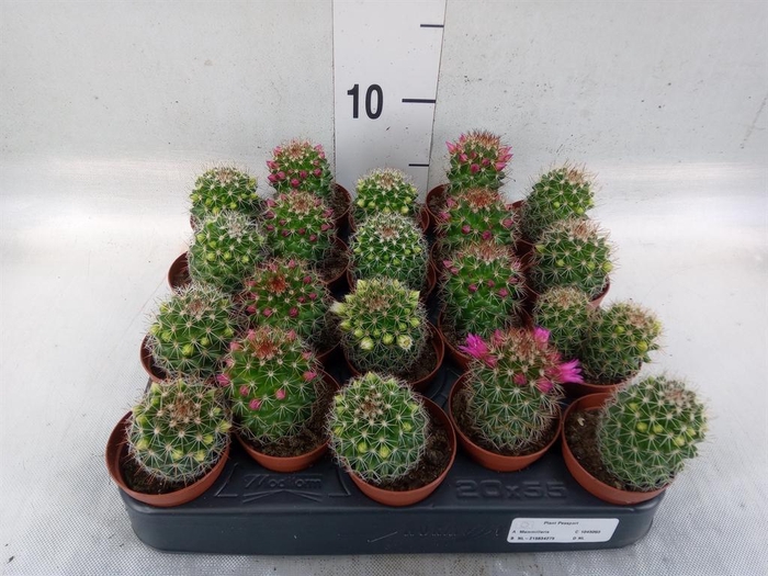 <h4>Cactus ...flowering mix</h4>