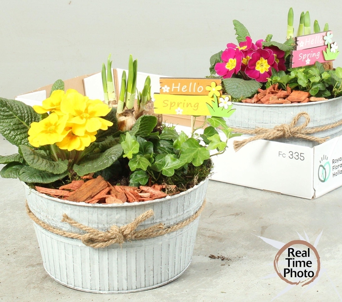 <h4>ARR TUINPLANTEN</h4>