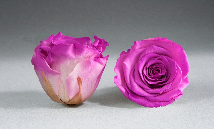 <h4>Rose stab. XXL Bic-05</h4>