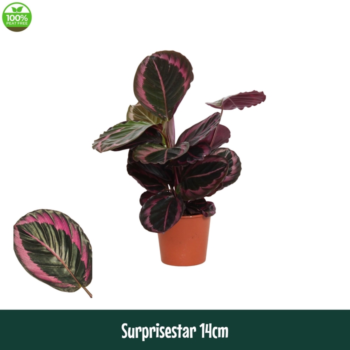 <h4>Calathea 14cm Surprisestar - Living</h4>