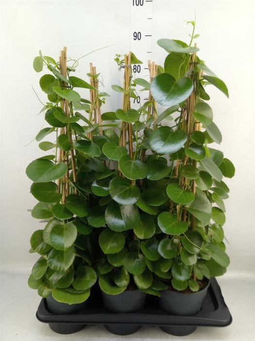 <h4>Cissus rotundifolia</h4>