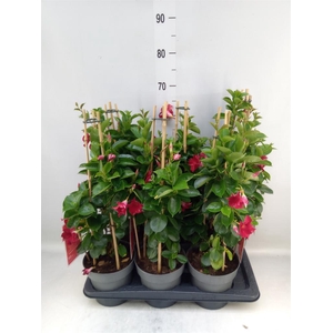 Mandevilla am. 'Sundav Red'