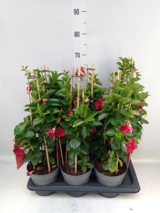 <h4>Mandevilla am. 'Sundav Red'</h4>