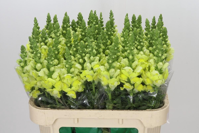 <h4>Antirrhinum Opus Yellow</h4>