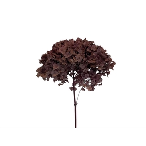 Hydrangea Taupe AC09936