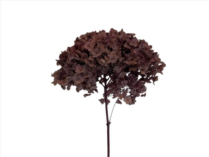<h4>Hydrangea Taupe AC09936</h4>