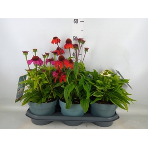 Echinacea  'Sombrero Rose'