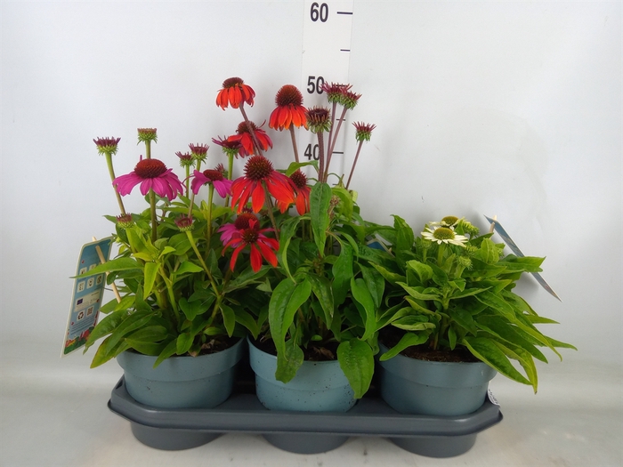 <h4>Echinacea  'Sombrero Rose'</h4>