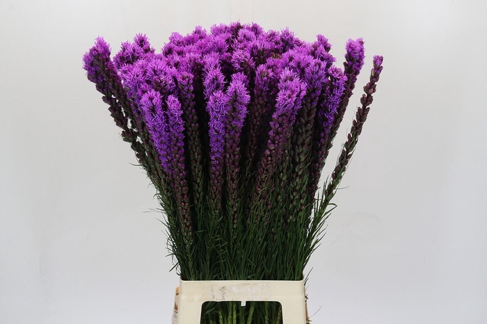 <h4>Liatris Callilepis</h4>