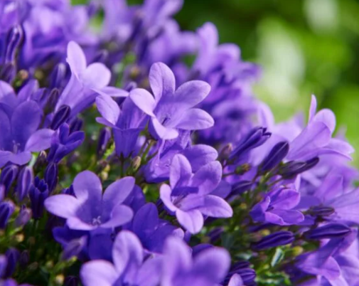 <h4>Campanula overig</h4>