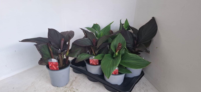<h4>CANNA CANNOVA GEM</h4>