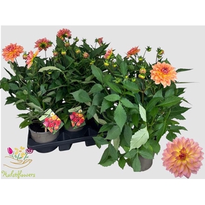 DAHL GARDEN PEACH