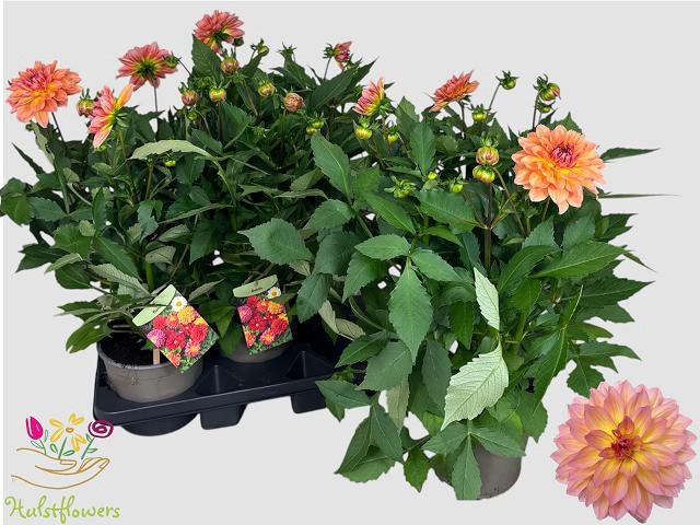 <h4>DAHL GARDEN PEACH</h4>