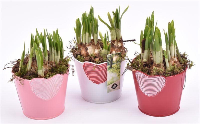 <h4>Zink hart mix pot 10cm</h4>