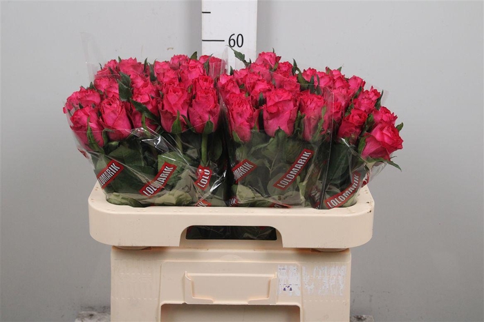 <h4>R Gr Madam Cerise</h4>