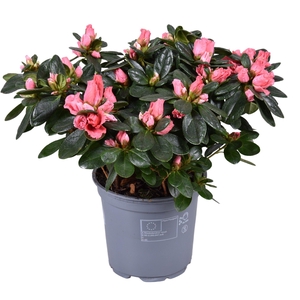 Azalea Vogel 'Luntera' zalm 12cm