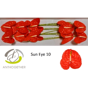 ANTH A SUN EYE