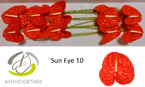 <h4>Anthurium Sun Eye</h4>