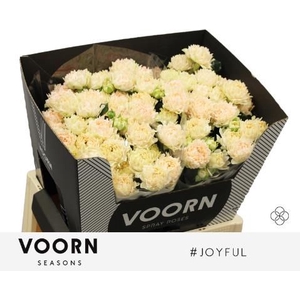 R Tr Hashtags Joyful Voorn Seasons
